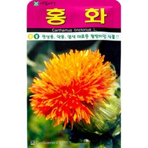 홍화씨앗 100알 홍화 씨앗 잇꽃 꽃 야생화