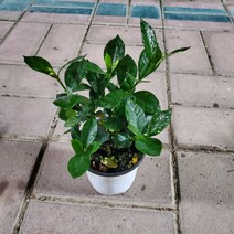 가홈플라워 치자꽃 치자나무 향기좋은꽃