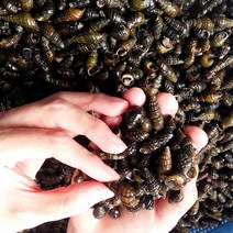 2023 산지직송 국내산 강원도 자연산 생다슬기 대, 1박스, 5kg