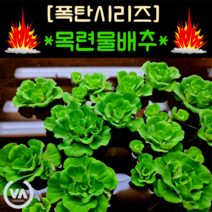 [수초폭탄] 기간한정 반값할인!!! 수면 위 한송이 꽃 목련물배추(10뿌리) / 부상수초 초보수초 쿠쿨라타 플루이탄스