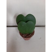 [박씨농원] 하트호야2촉