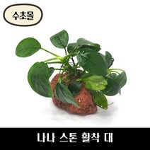 [수초몰] 나나스톤활착 대 / 초보 수초 구피 어항 물고기 금붕어 열대어 부상 물배추 베타, 골든나나, 에그스톤