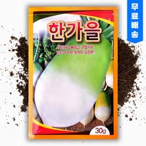 씨앗팜 한가을 무 씨앗 종자 30g 김장무, 1개