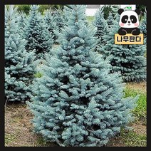 (나무판다) 은청가문비 나무 묘목 5L화분, 2. 후프시(접목) 5L화분, 1개