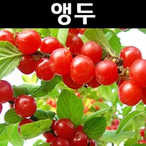 점보앵두/대과종 나무 묘목 접목1년 뿌리 특묘 3개/유실수/과수