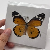 곤충모형 곤충피규어 곤충세트29 종류 진짜 나비 표본 곤충 인형 생산 매력 홈 인테리어 액세서리 거실 컬, 23 23