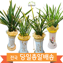 동양란 동양난 승진 영전 인사이동 축하난 전국 당일배송