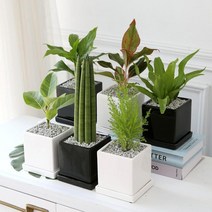 공기정화 식물 화분 10종 [플랜테리어 셀프인테리어 집꾸미기 공기청정 생화], 블랙/멜라니 고무나무