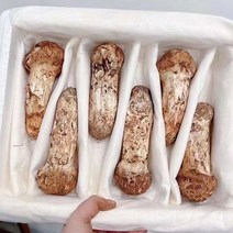 자연산 송이버섯, 500g 1품