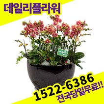 금나비 서양란 서양난 승진 영전 이취임 개업 축하 고급 난배달 당일 배송