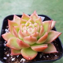 다육세상 다육이 스파이시