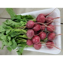 [특급] 싱싱한 적환 300g 1kg 래디쉬 방울무 레디쉬, 적환 1kg, 1개