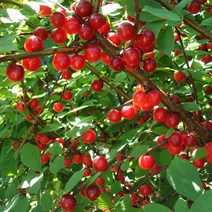 리서스원예 앵두나무 왕앵두나무 묘목 결실주 분묘, 앵두 분묘