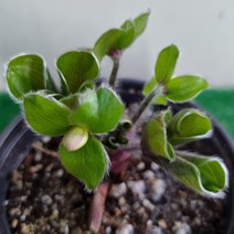 [다온야생화] N2560 섬노루귀 (10cm) [랜덤]