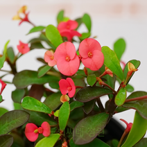 도희씨네 정원>> 신품종 가시없는 꽃기린 빨강 090″ class=”wr-img”></a></div>
</div>
</div>
</div>
<div class=