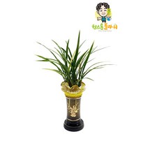 채홍금 동양란 개업 승진 축하화분 인테리어화분 동양난, 동양란 - 채홍금, 서울특별시/광역시/경기구단위 (배송비X)