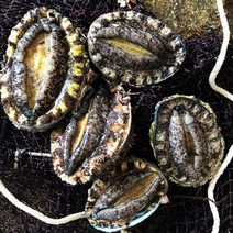 통영멍게 봄여름 제철 수산물 굴 가리비 돌문어 외, 1팩, 참전복(특대)500g