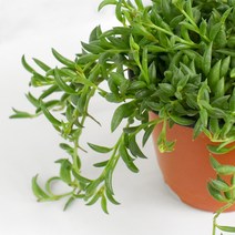 바나나체인 다육 식물 모종 세네시오 라디칸스 마이플랜트, 소품