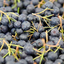 고창 생 아로니아 햇 아로니아생과 열매 냉동 2.5kg 5kg 10kg, 특품 5kg 트레이(줄기제거)