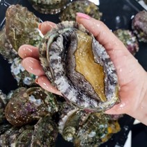 [신안 완도] 패류의 황제 활 전복1kg(18미/10미/6~7미) 산소포장, 1kg 12미, 1박스