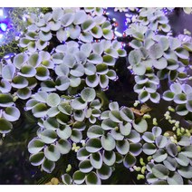 부상수초 생이가래 (살비니아 쿠쿠라타) 5촉 [체리새우/crs새우/생이새우키우기] 자연수초