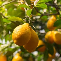 삼시세끼연구소 상큼 미국산 레몬 대과 1박스, 2.4kg(20입), 1개