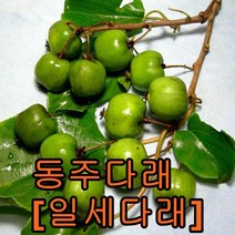동주다래(일세다래) 2년포트묘 3그루 나무 묘목 다래나무
