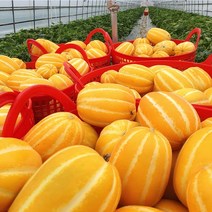 [친환경 농법] 맛보장 성주 참외 2kg 3kg 5kg 10kg 가정용 꼬마 미니 참외 소과 고당도 꿀참외, 1. 친환경농법 가정용2kg 소과 (8~12과), 1개