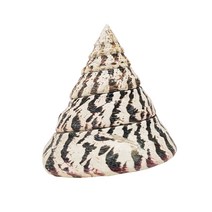 한소픈 여름 장식 소품 조개 소라 껍질 48종 모음 여름디스플레이 인테리어 테마소품 자연 제품 고동, 10.검정줄뿔고동