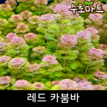 [수초마트] 레드 카붐바, [득템할인] 10줄기