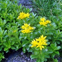 기린초 모종 포트 10개 포트