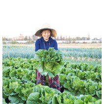 괴산 고랭지 절임배추 20kg 날짜지정, 01월 18일 (수)