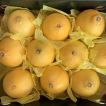 제주 산지직송 천혜향 황금향 3kg 5kg 명절 설 추석 선물세트, 1box, 중대과 3kg(10과내외)