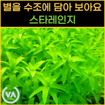[비바소녀] 내 안에 별 있다 스타레인지(2촉/6촉) / 무이탄 수질정화 구피은신처 초보수초 레이아웃, 6촉