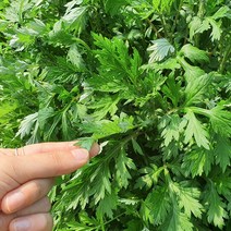 국내산 햇 쑥 생쑥 220g x 2봉 4봉 6봉, 쑥 220g x 6봉