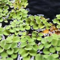 부상수초 살바니아 쿠쿠라타 (10~15잎), 단품