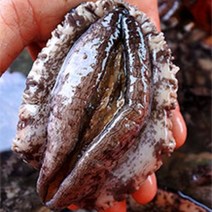 생산자가 보내드리는 싱싱해 완도 활 전복 14-16미 세척솔증정, 1개, (14-16미) x 3kg