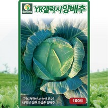 YR갤럭시 양배추 씨앗 양배추 씨 종자 100립
