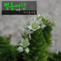 허브여울다육 별솔세덤 (애기솔세덤) 지름 9cm 소품, 5개
