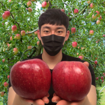 17Brix 고당도 안동 부사 보조개 못난이 사과 5kg 10kg, 가정용 5kg 중과