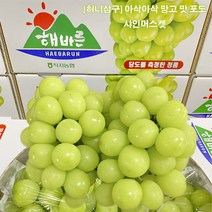 허니삼구 추석 명절 선물세트 망고맛포도 고당도 가정용 샤인머스켓 2KG내외, 2KG내외(2-4송이)