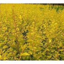 씨앗과세상만물 황금느릅나무 종자 200립, 팩