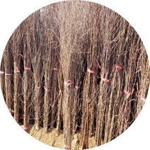 자작나무 백자작나무 묘목5주, 3년5주