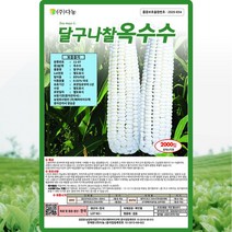 달구나 찰옥수수 씨앗 옥수수 씨 종자 70립, 단품