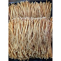 삼계탕용 갈비탕용 작은 실삼계 무료세척 실속형 100뿌리이상, 잔삼계500g(65-100뿌리), (세척해주세요O)