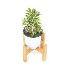 서비내 황금 무늬 아랄리오 Plerandra Elegantissima variegated 아라리오 아라리아 공기정화식물 반려식물 독성없는식물, 1개