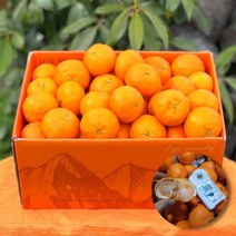 프레시퍼스트 제주 산지직송 카라향 제주도귤 고당도 귤 선별 가정용 선물용, 제주 카라향_가정용 5kg 대과 (19/27과)