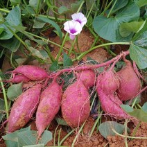 해남 달망 밤고구마, 특상, 2kg