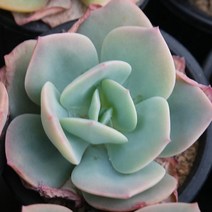 백봉 묵둥이 예쁜 다육식물 [랜덤발송] 0210-02