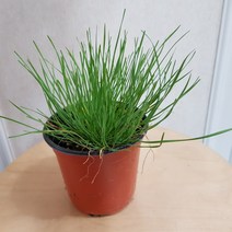 영양부추모종 2023 새상품